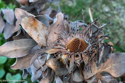 withered protea flower