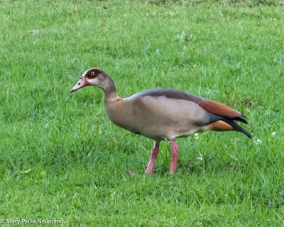 Egyptian goose