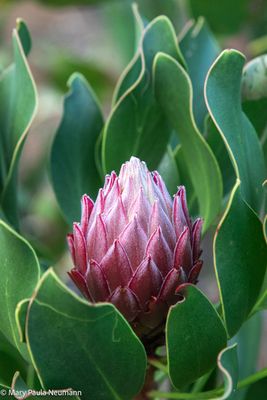King protea bud