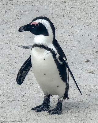 African penguin