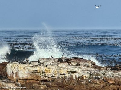 Cape of Good Hope