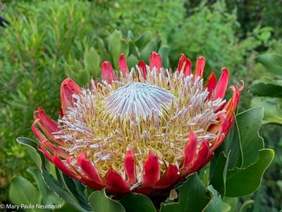King protea