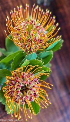 orange protea