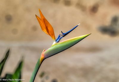 Bird of Paradise