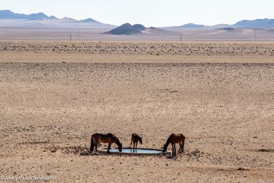 Wild Namibian horses at watering hole