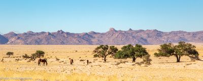 Wild Namibian horses