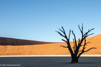 Deadvlei