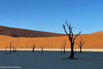 Deadvlei at dawn