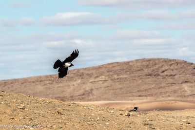 black bird