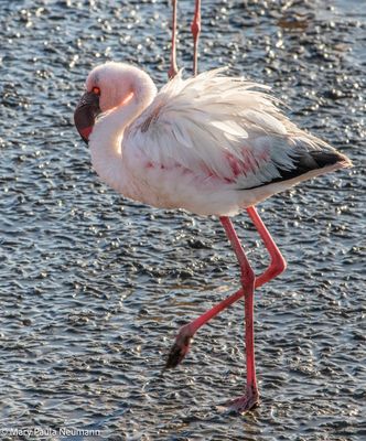 flamingo