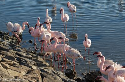 flamingos at Walvis Bay