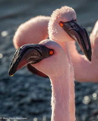 flamingos