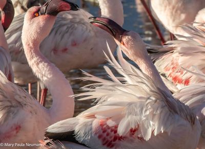 flamingos