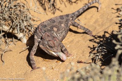 cameleon