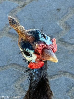 Guinea fowl