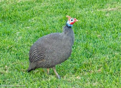 Guinea fowl