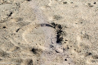 elephant footprint