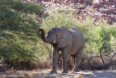desert elephant 