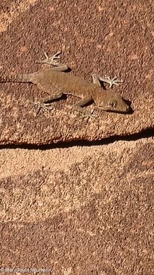 Lizard