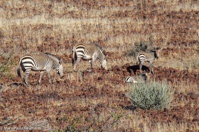 Desert zebras