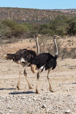 Ostriches