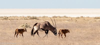 Oryx