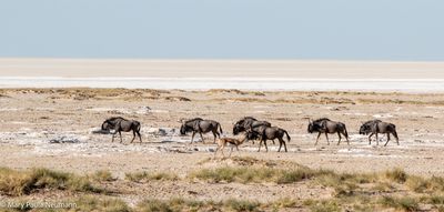 Wildebeest