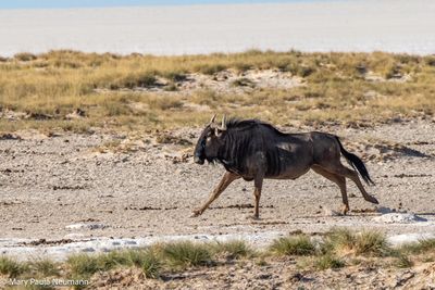 Wildebeest