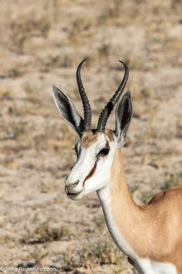 Springbok