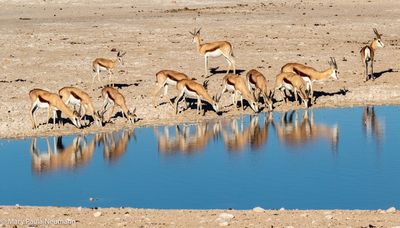 Springbok at watering hole