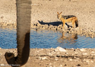 jackal