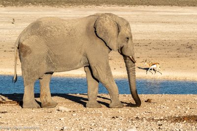 elephant