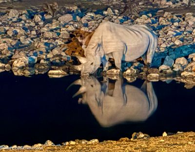 rhino at water hole
