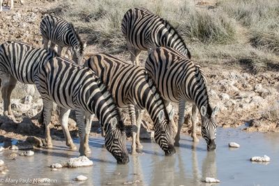 zebras