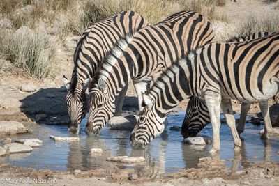zebras