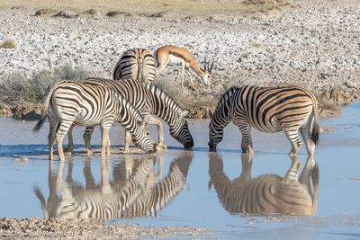 Zebras