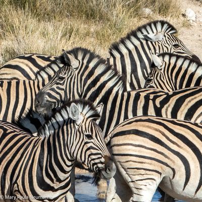 zebras