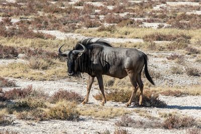 Wildebeest