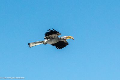 Hornbill