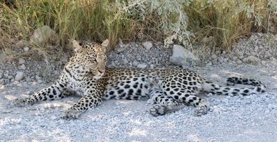 young leopard