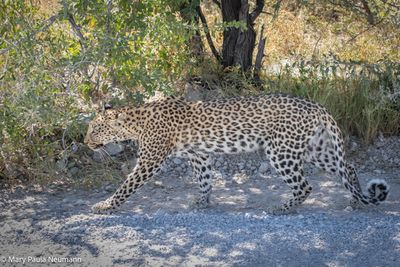 leopard