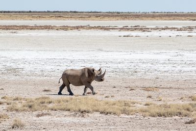 black rhino