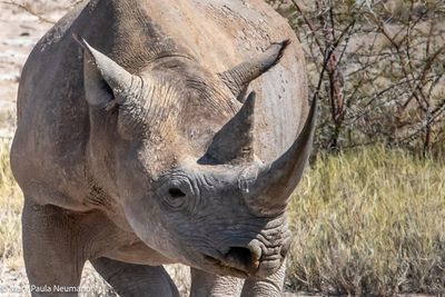 black rhino
