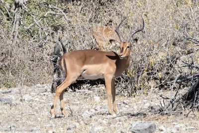 impala