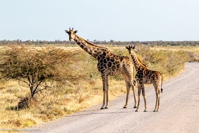 giraffes