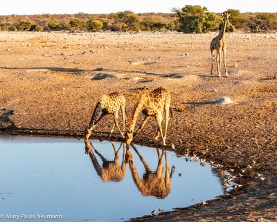 giraffes at watering hole
