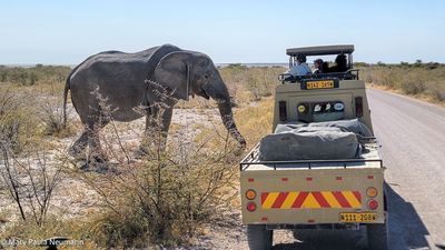 close encounter with elephant