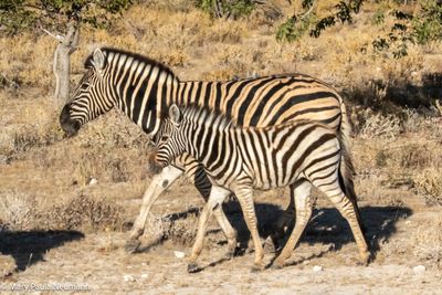 zebras