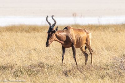 red hartebeest