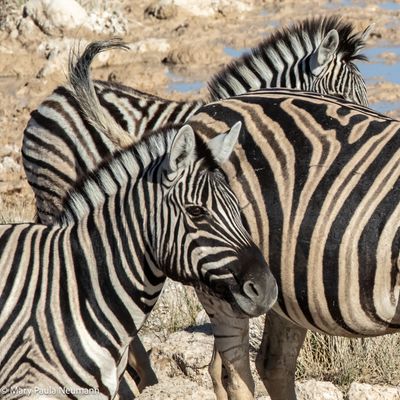 zebras